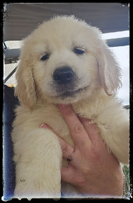 CHIOT 4