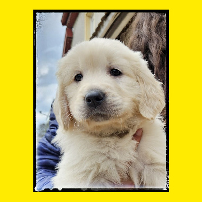 CHIOT 6