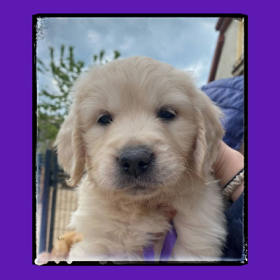 CHIOT 7