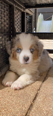 CHIOT 1