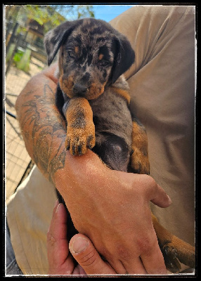 CHIOT 5