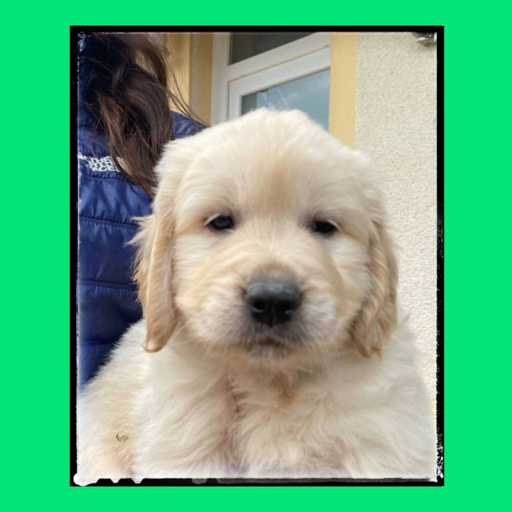 Du Diamant Des Neiges - Chiots disponibles - Golden Retriever
