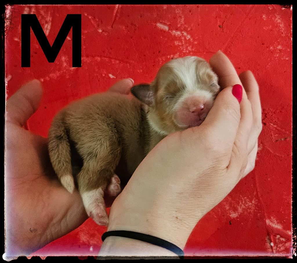 Du Diamant Des Neiges - Chiots disponibles - Berger Américain Miniature 