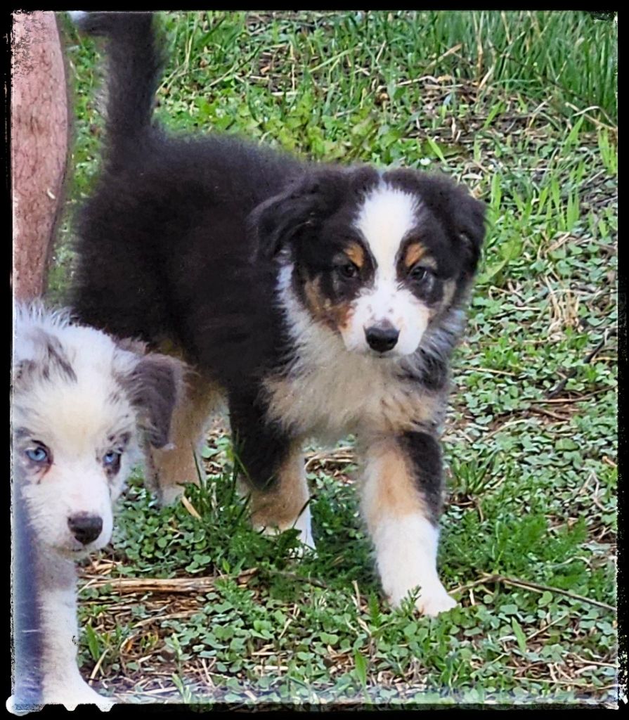 Du Diamant Des Neiges - Chiots disponibles - Berger Australien