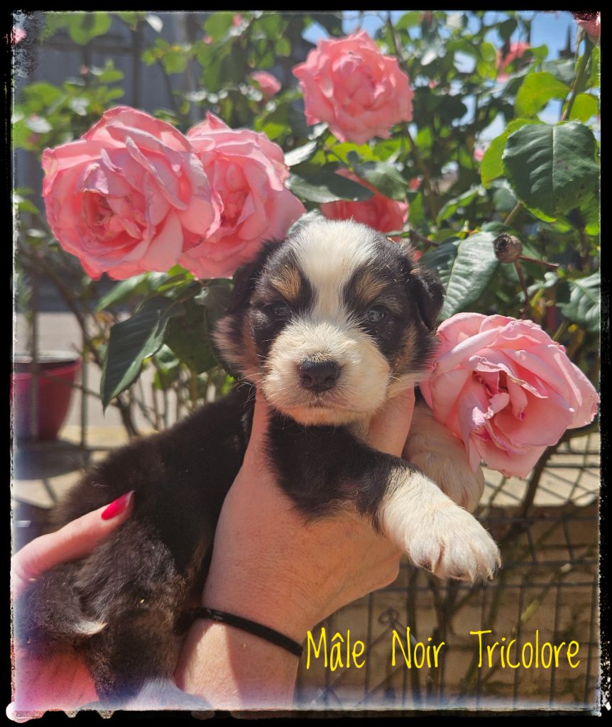 Du Diamant Des Neiges - Chiots disponibles - Berger Australien