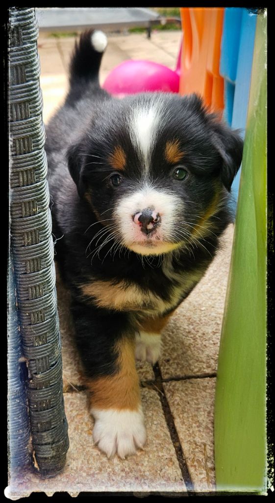 Du Diamant Des Neiges - Chiots disponibles - Berger Américain Miniature 