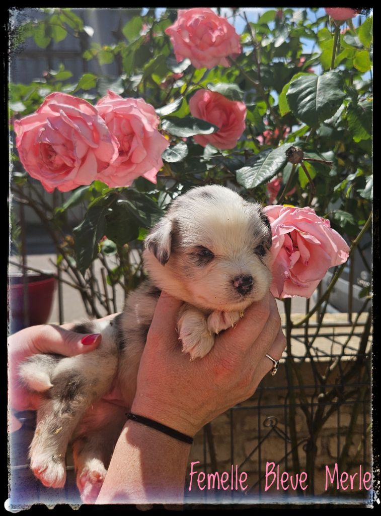 Du Diamant Des Neiges - Chiots disponibles - Berger Australien