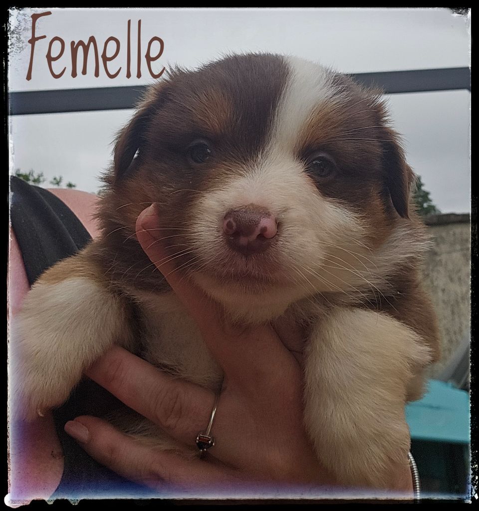 Du Diamant Des Neiges - Chiots disponibles - Berger Américain Miniature 