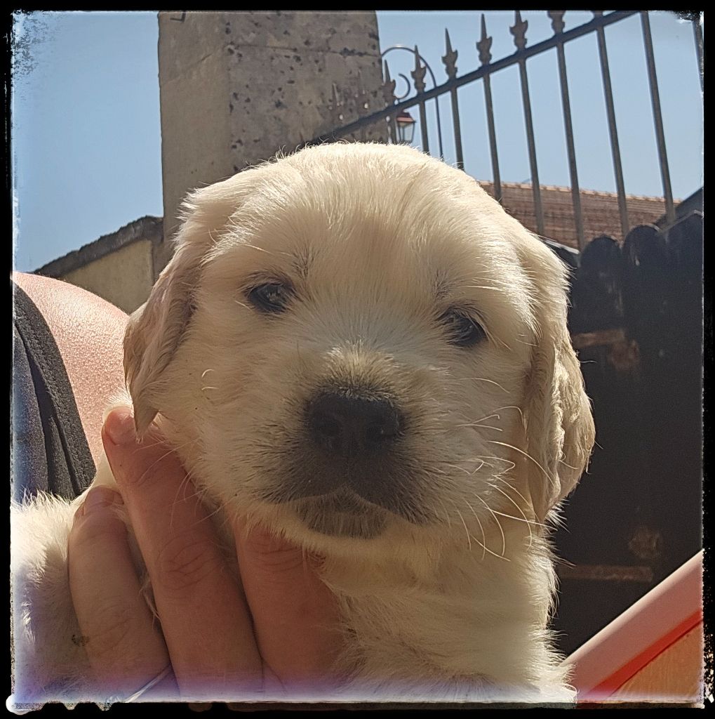 Du Diamant Des Neiges - Chiots disponibles - Golden Retriever