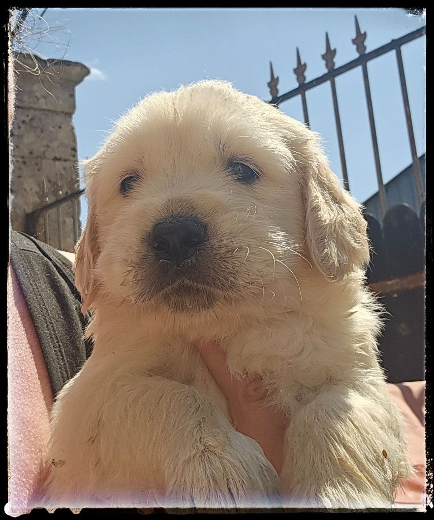 Du Diamant Des Neiges - Chiots disponibles - Golden Retriever