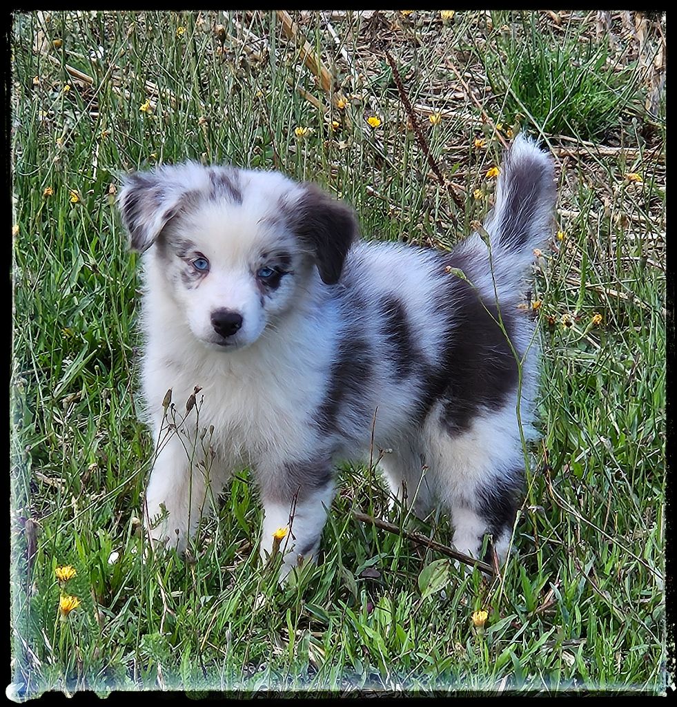 Du Diamant Des Neiges - Chiots disponibles - Berger Australien