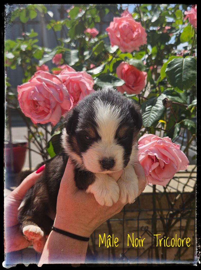 Du Diamant Des Neiges - Chiots disponibles - Berger Australien