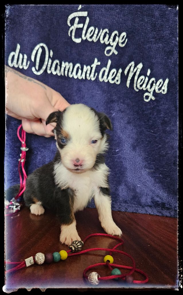 Du Diamant Des Neiges - Chiots disponibles - Berger Américain Miniature 