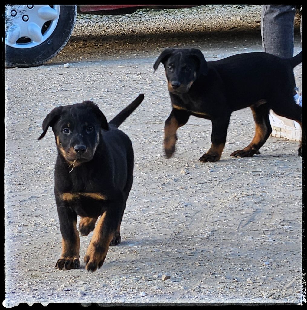 Du Diamant Des Neiges - Chiots disponibles - Berger de Beauce