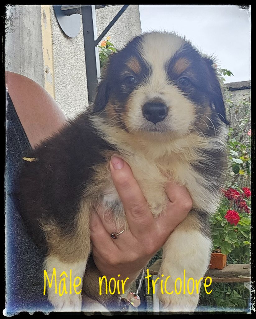 Du Diamant Des Neiges - Chiots disponibles - Berger Australien
