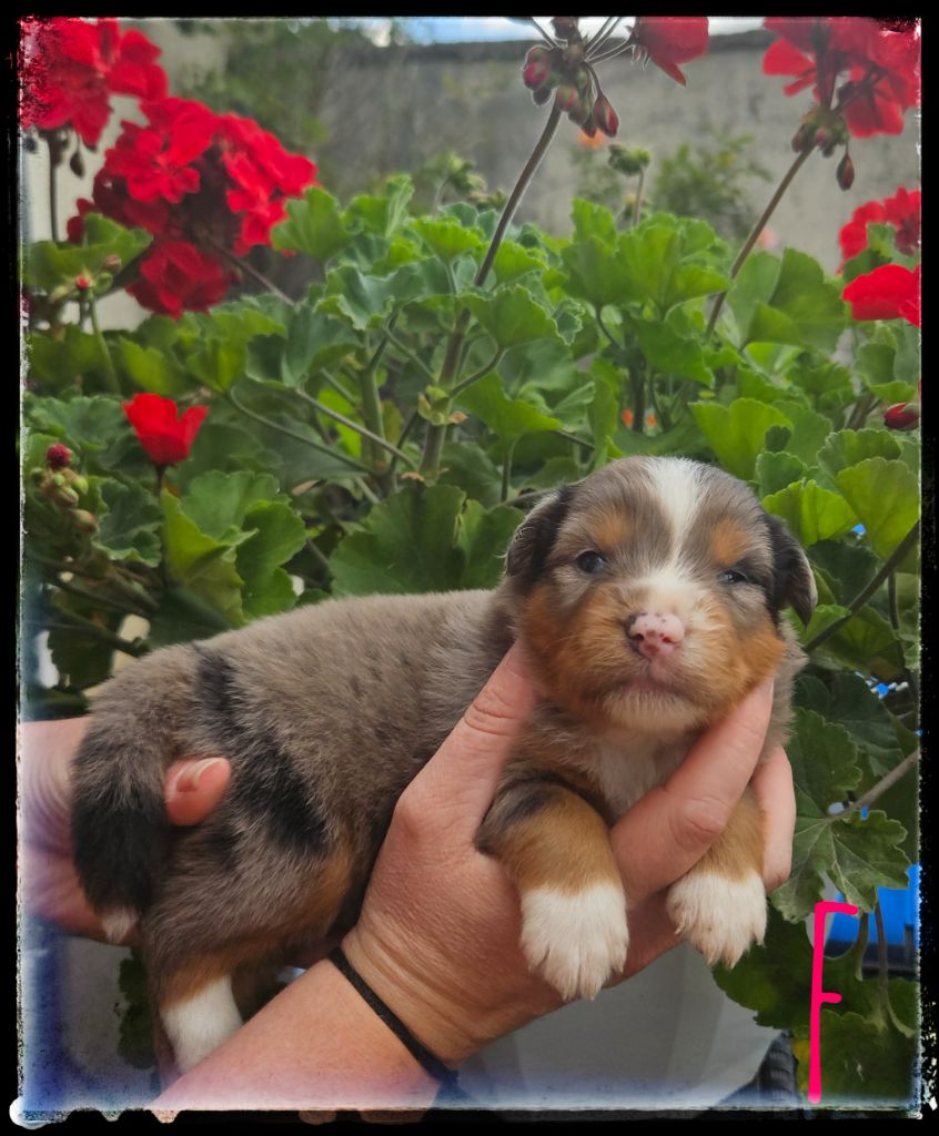 Du Diamant Des Neiges - Chiots disponibles - Berger Américain Miniature 