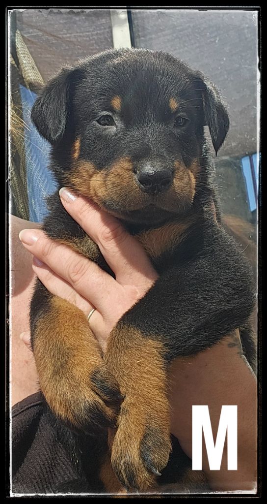Du Diamant Des Neiges - Chiots disponibles - Berger de Beauce
