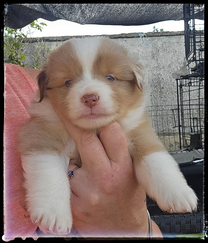 Du Diamant Des Neiges - Chiots disponibles - Berger Américain Miniature 