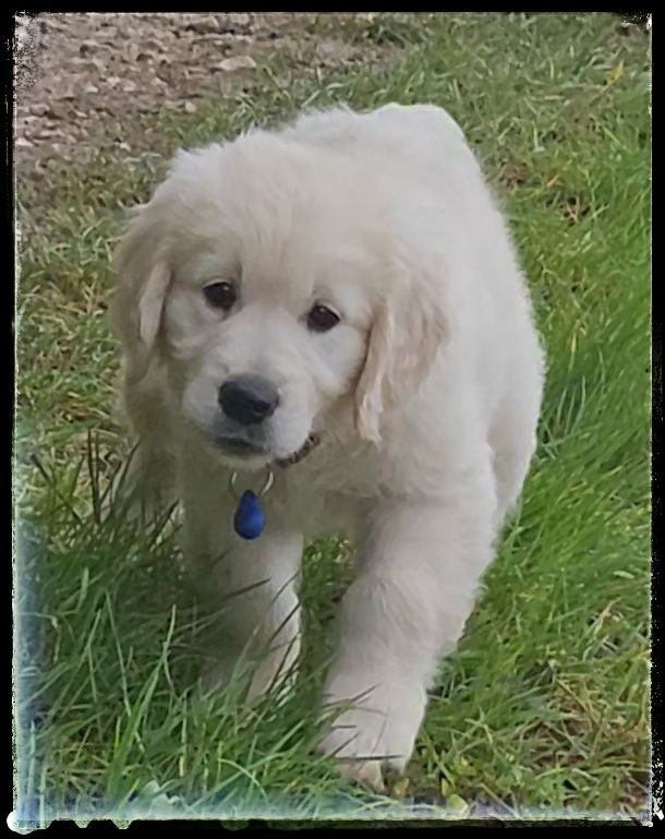 Du Diamant Des Neiges - Chiots disponibles - Golden Retriever