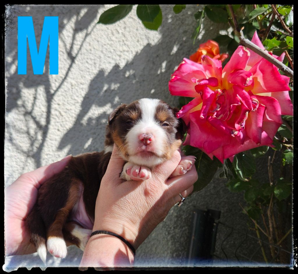 Du Diamant Des Neiges - Chiots disponibles - Berger Américain Miniature 